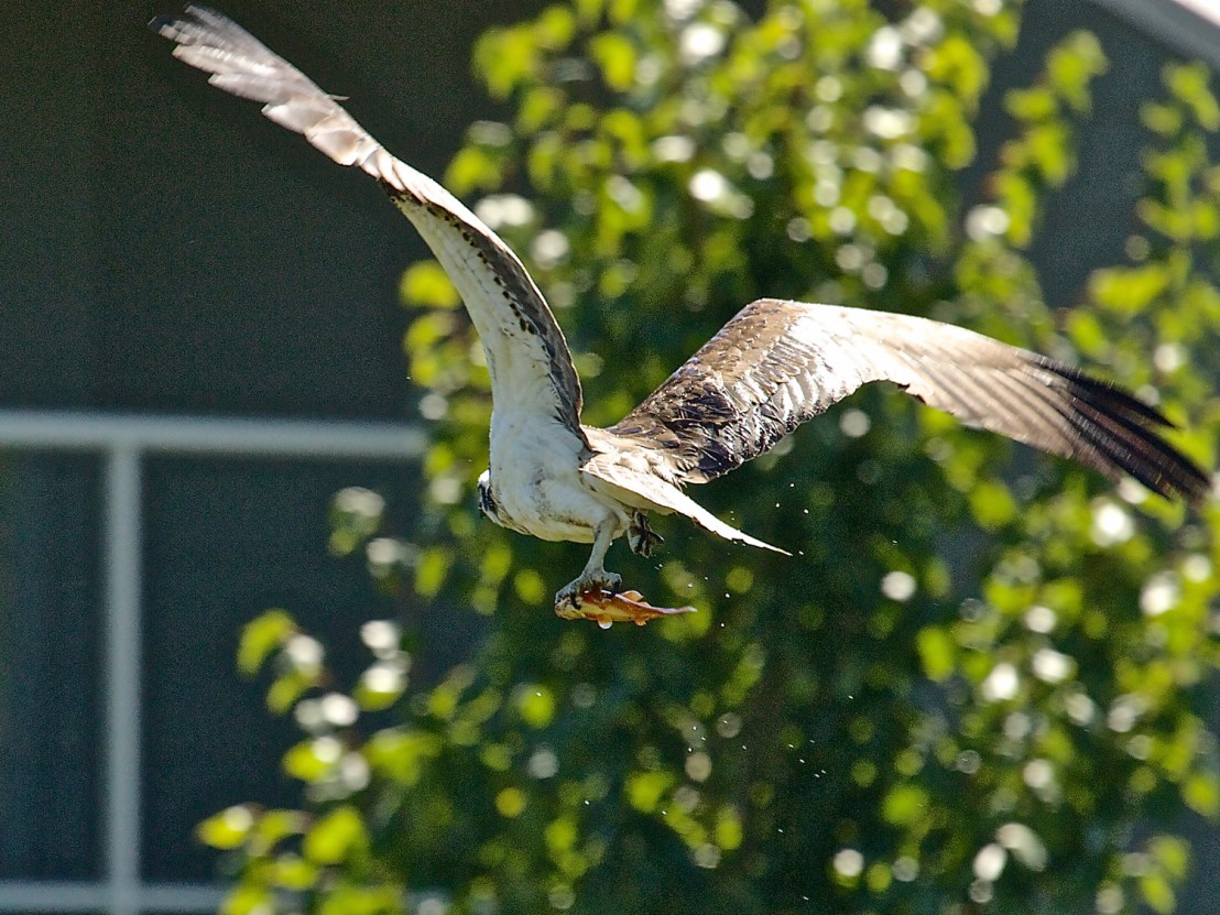 Poppa OSPR fishing - 8