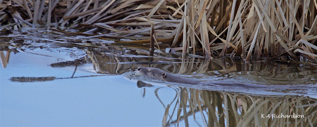 Sunday North American River Otter (Lontra canadensis) -02