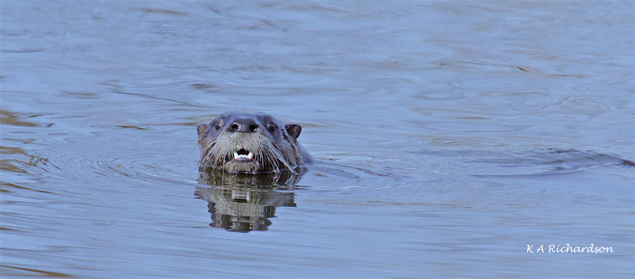 Sunday North American River Otter (Lontra canadensis) -07