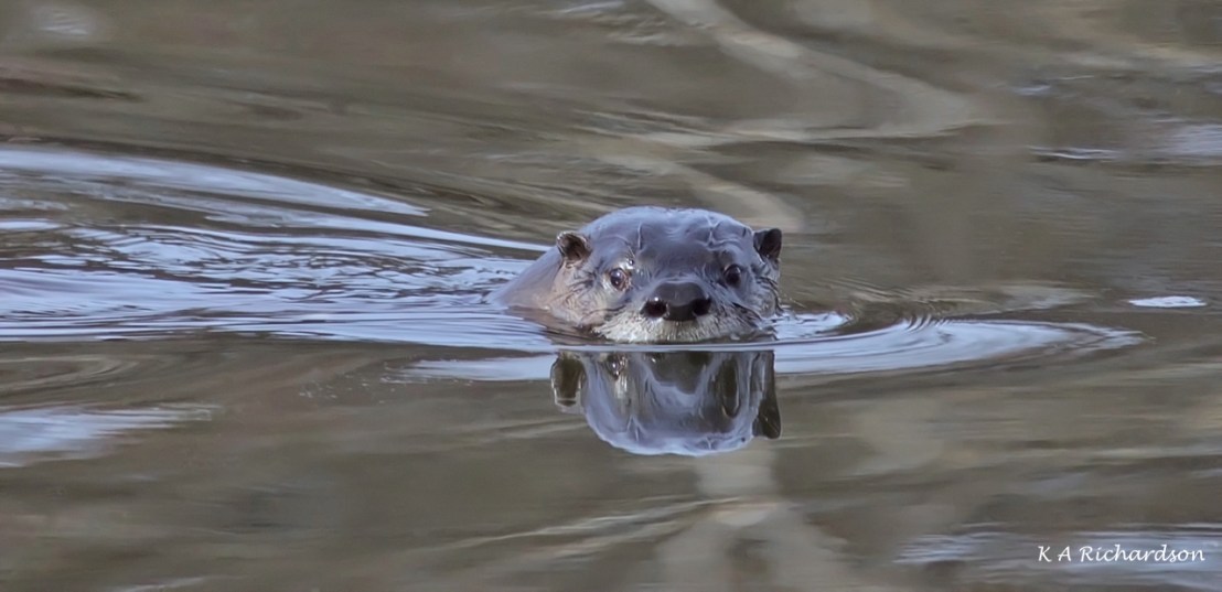 Sunday North American River Otter (Lontra canadensis) -09