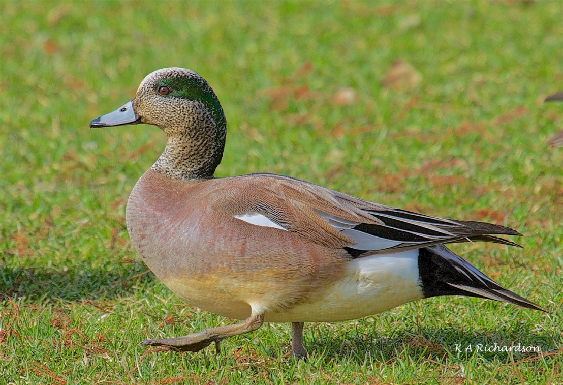 American Wigeon drake (Anas americana)-01.jpg