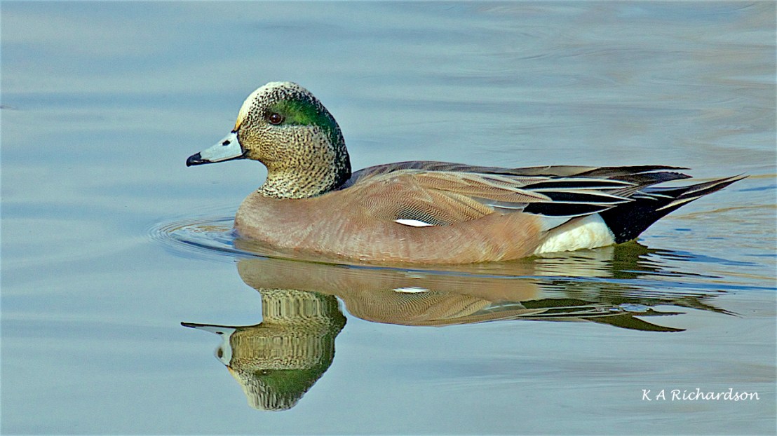 American Wigeon drake (Anas americana)-04.jpg