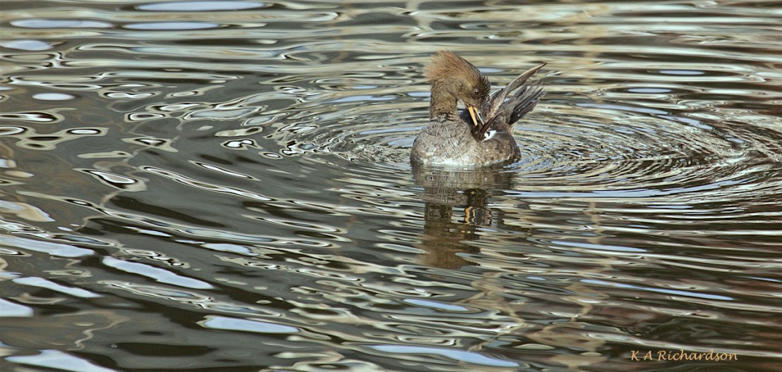 Hooded Merganser hen bathing (Lophodytes cucullatus) -01.jpg