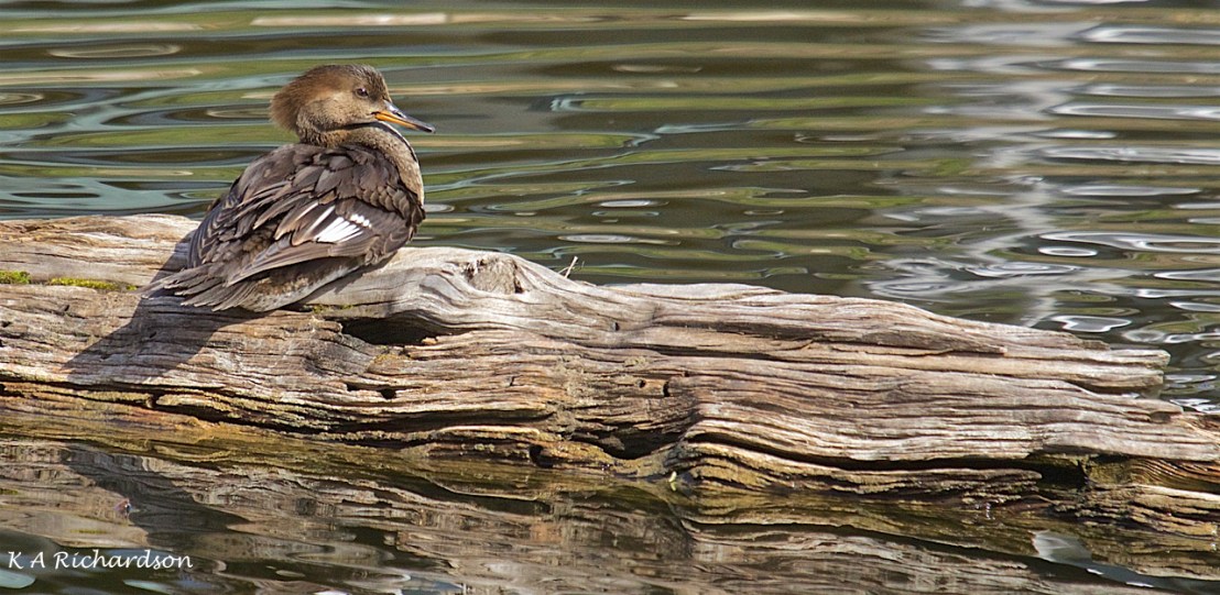 Hooded Merganser hen logged on (Lophodytes cucullatus).jpg
