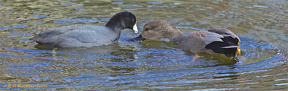 Mooch, the Gadwall drake (Anas strepera), & Meek, the Coot -04.jpg