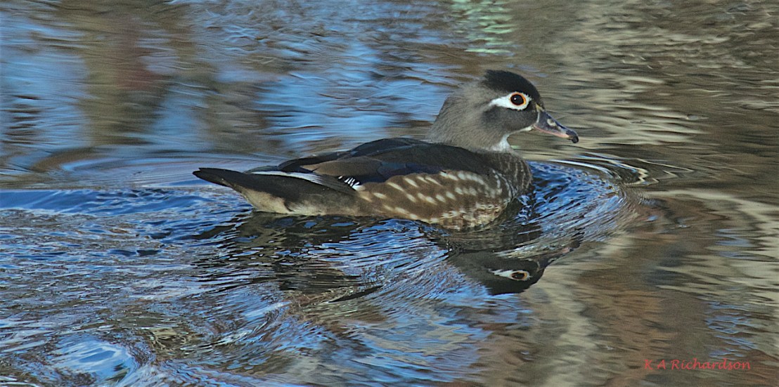 Unloved Wood Duck hen (Aix sponsa) -02.jpg