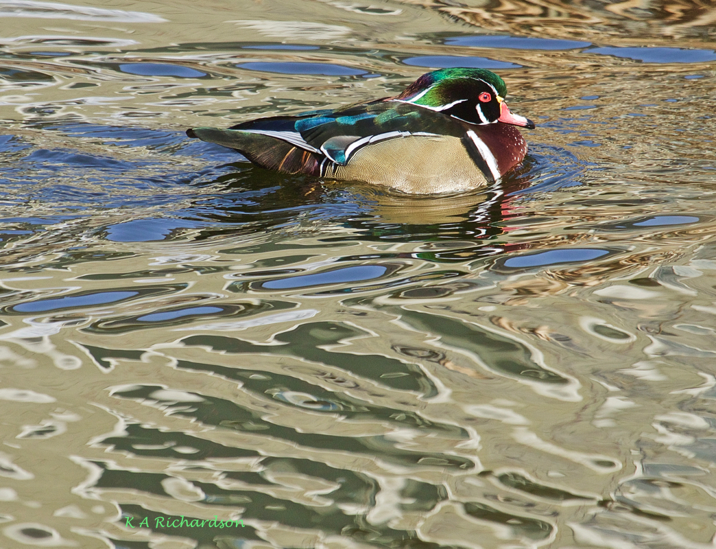 Wood Duck drake (Aix sponsa)  FOY Belmont Pond.jpg