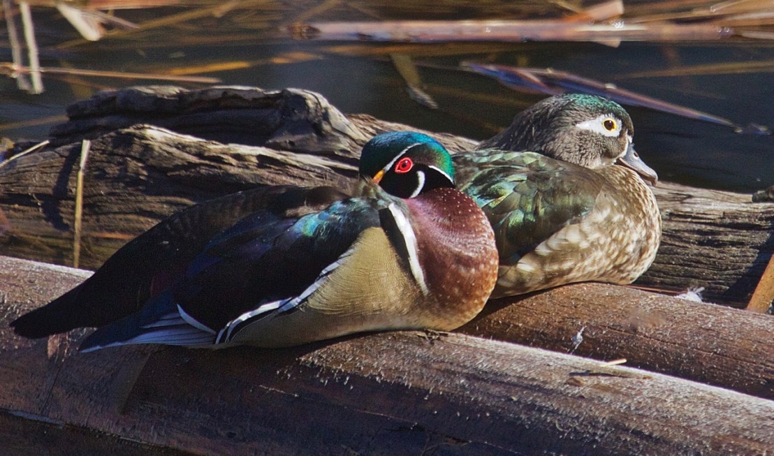 Wood Duck pair (Aix sponsa)  -0.jpg
