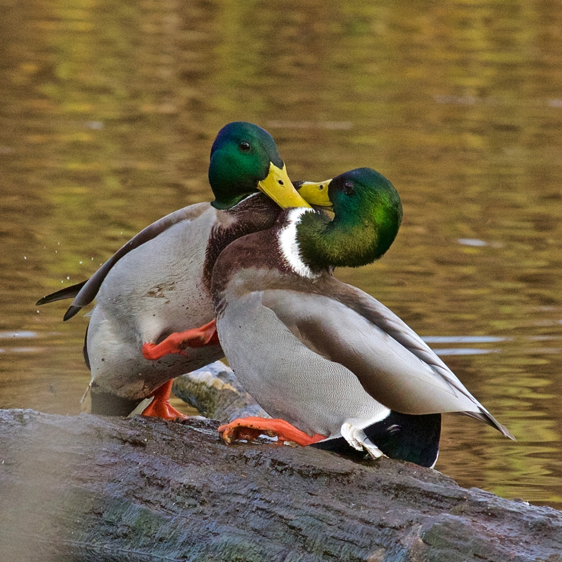 Duck fight!-08