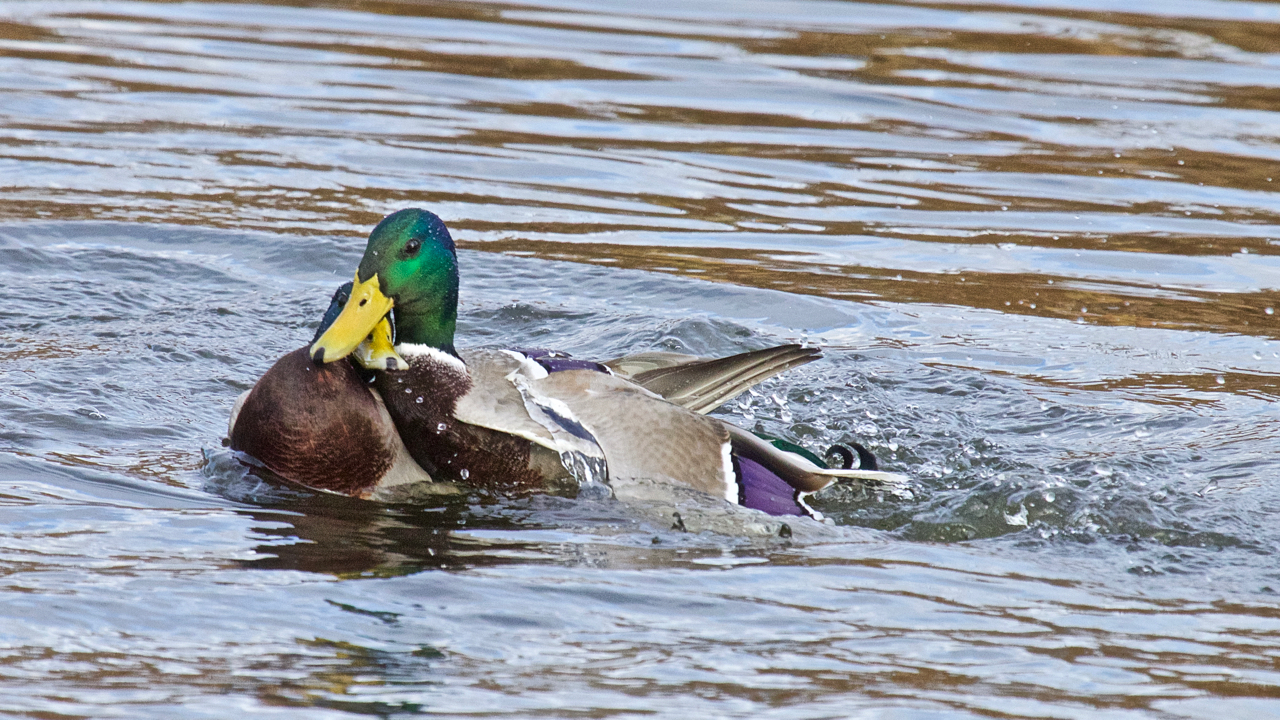 Duck fight!-13