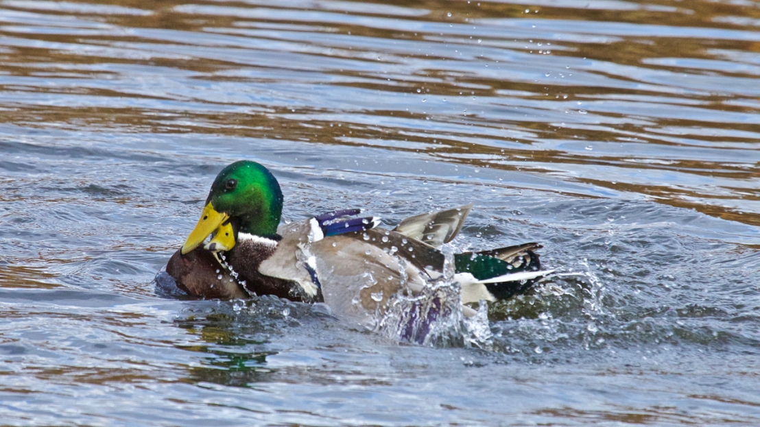 Duck fight!-14
