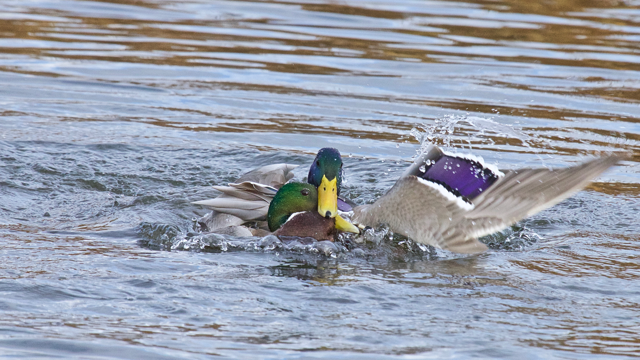 Duck fight!-15
