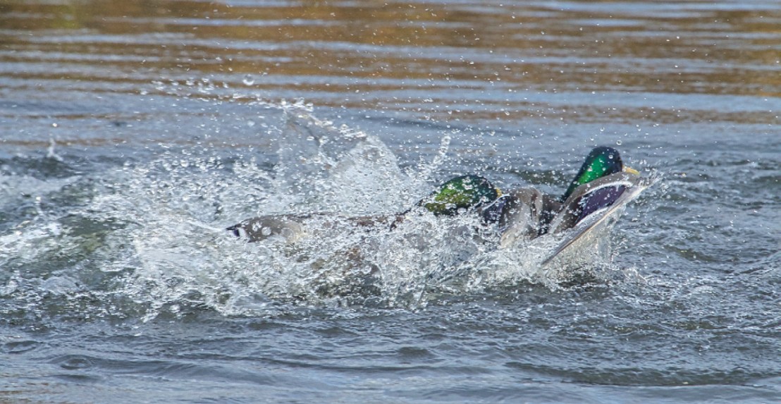 Duck fight!-17