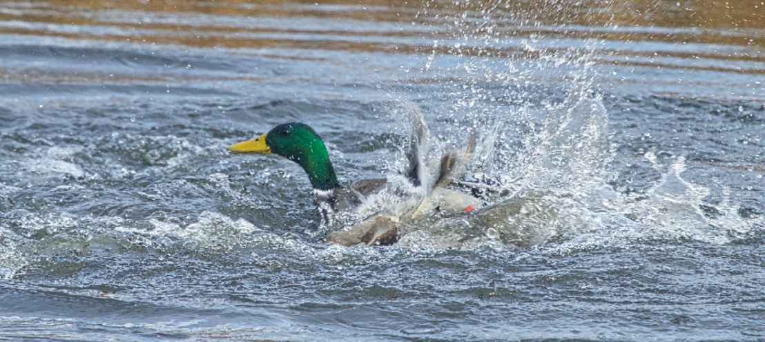 Duck fight!-18