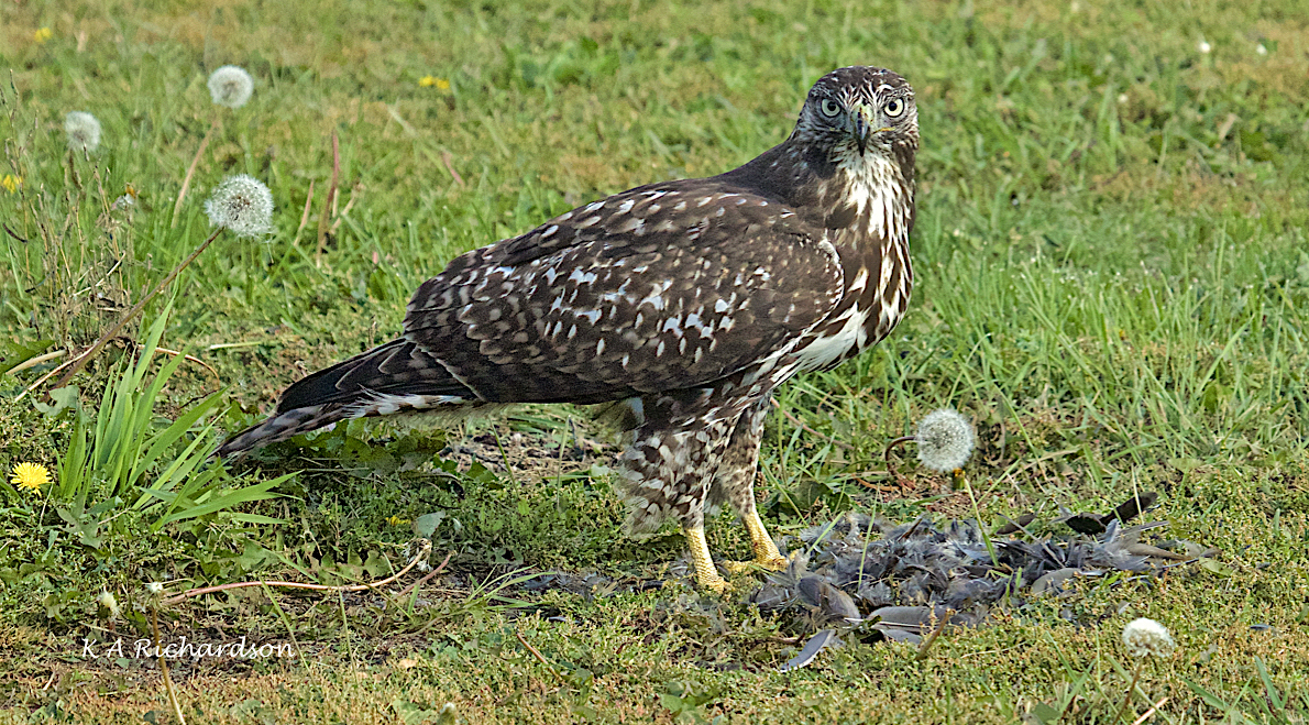 Patience on Saturday... -13.jpg