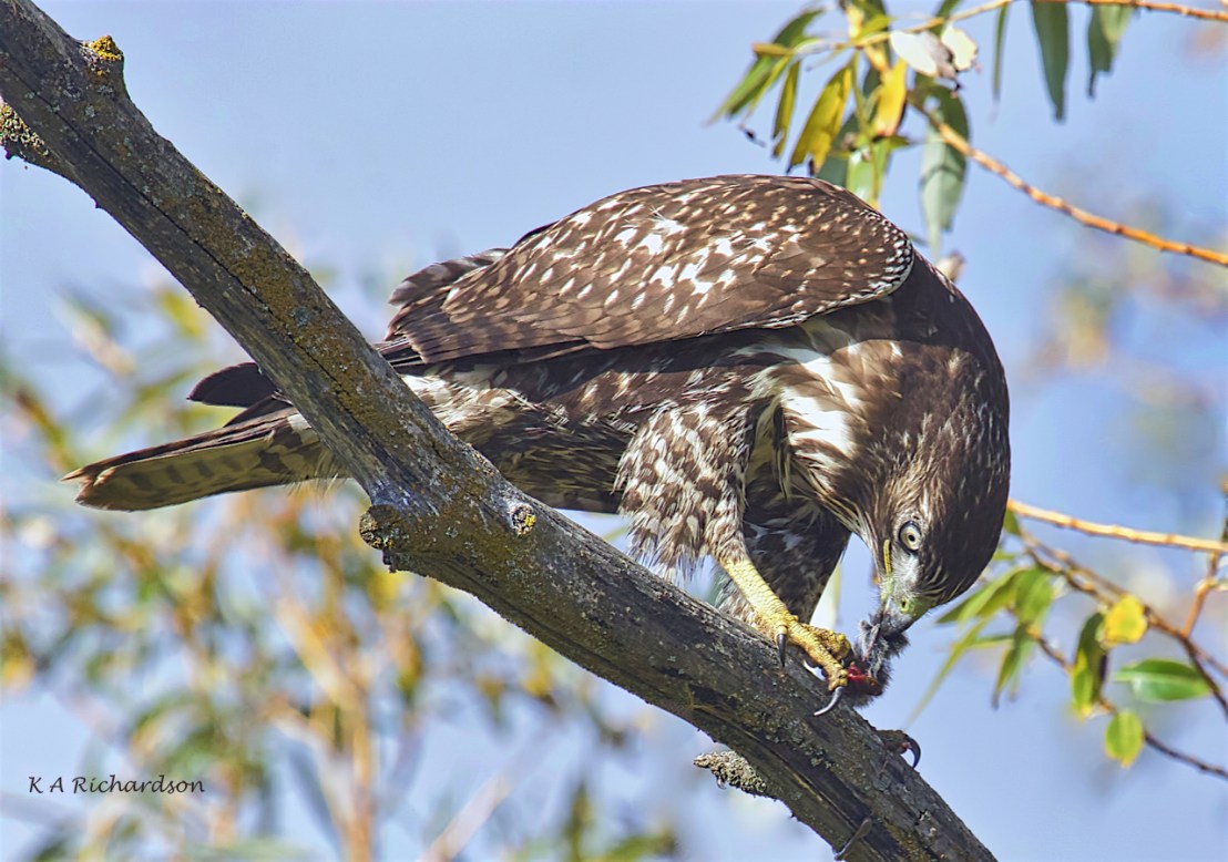 Patience, Red-tailed Hawk (Buteo jamaicensis) -13.jpeg
