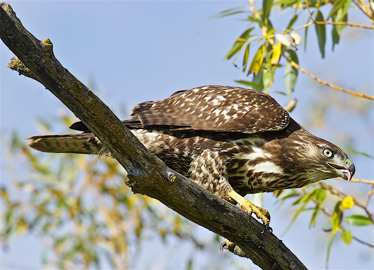 Patience, Red-tailed Hawk (Buteo jamaicensis) -18.jpeg