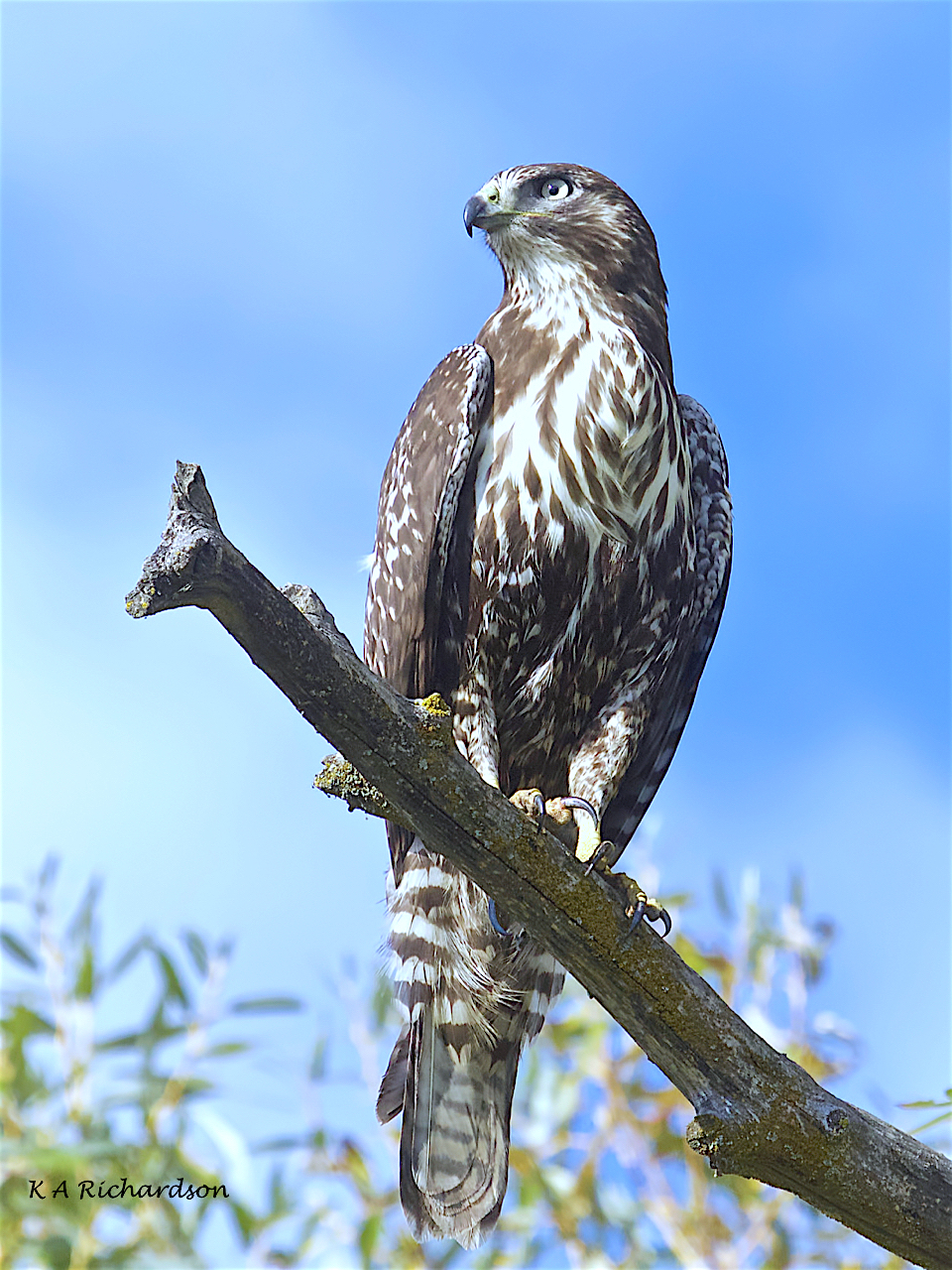Patience, Red-tailed Hawk (Buteo jamaicensis) -26.jpeg