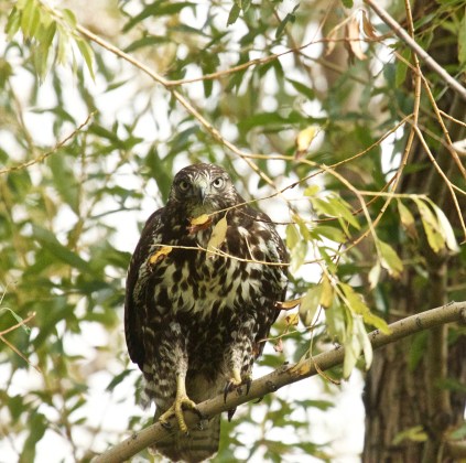 Patience RTHA tree (Buteo jamaicensis) -03.jpg