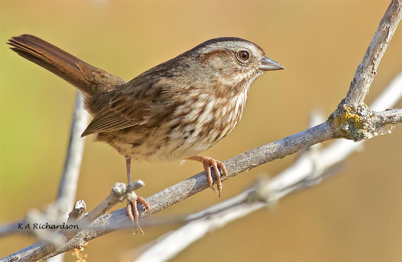 Song Sparrow (Melospiza melodia) -02.jpeg