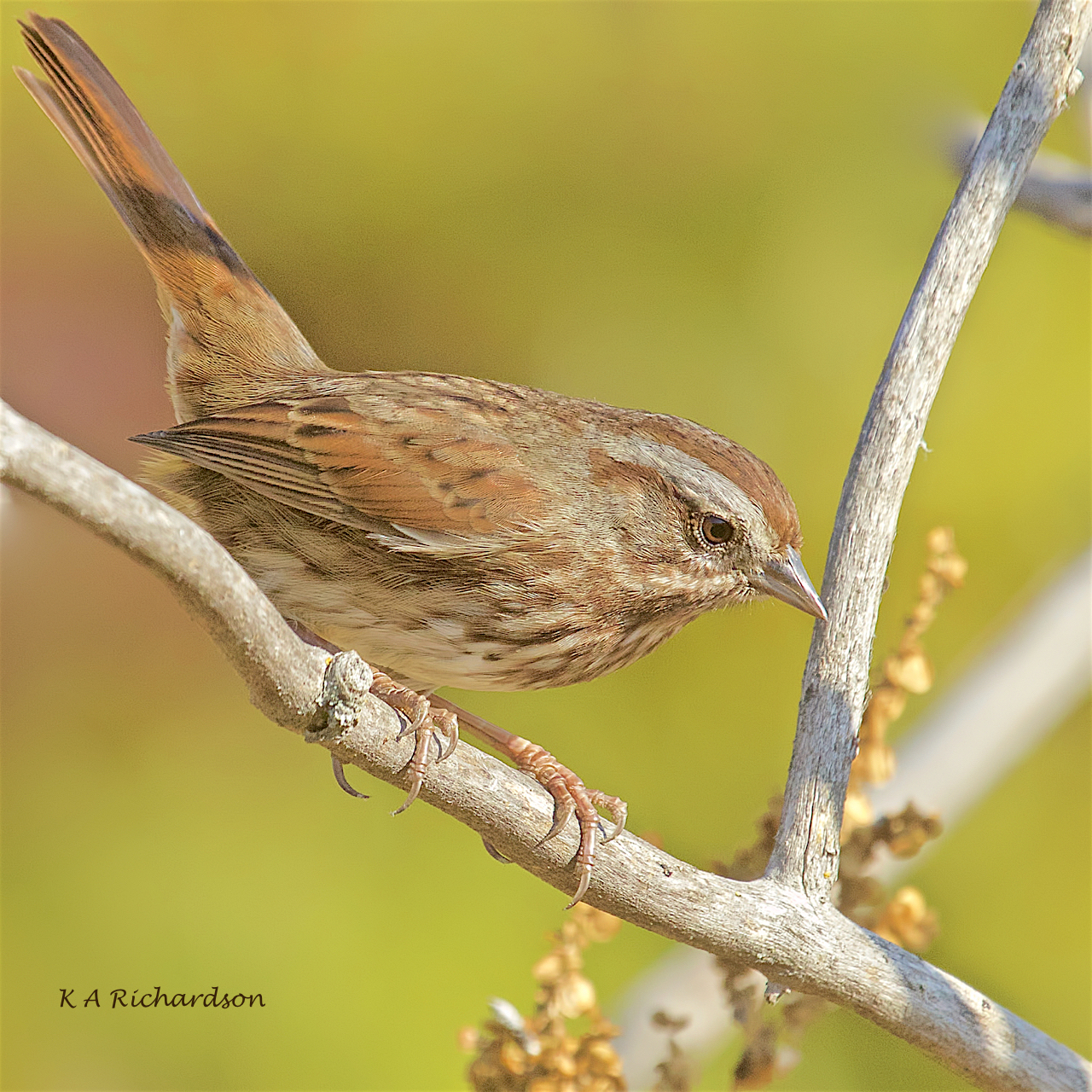 Song Sparrow (Melospiza melodia) -03.jpeg