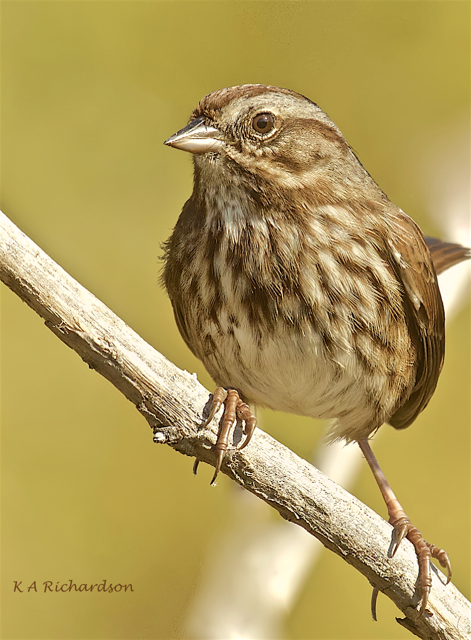 Song Sparrow (Melospiza melodia) -07.jpeg