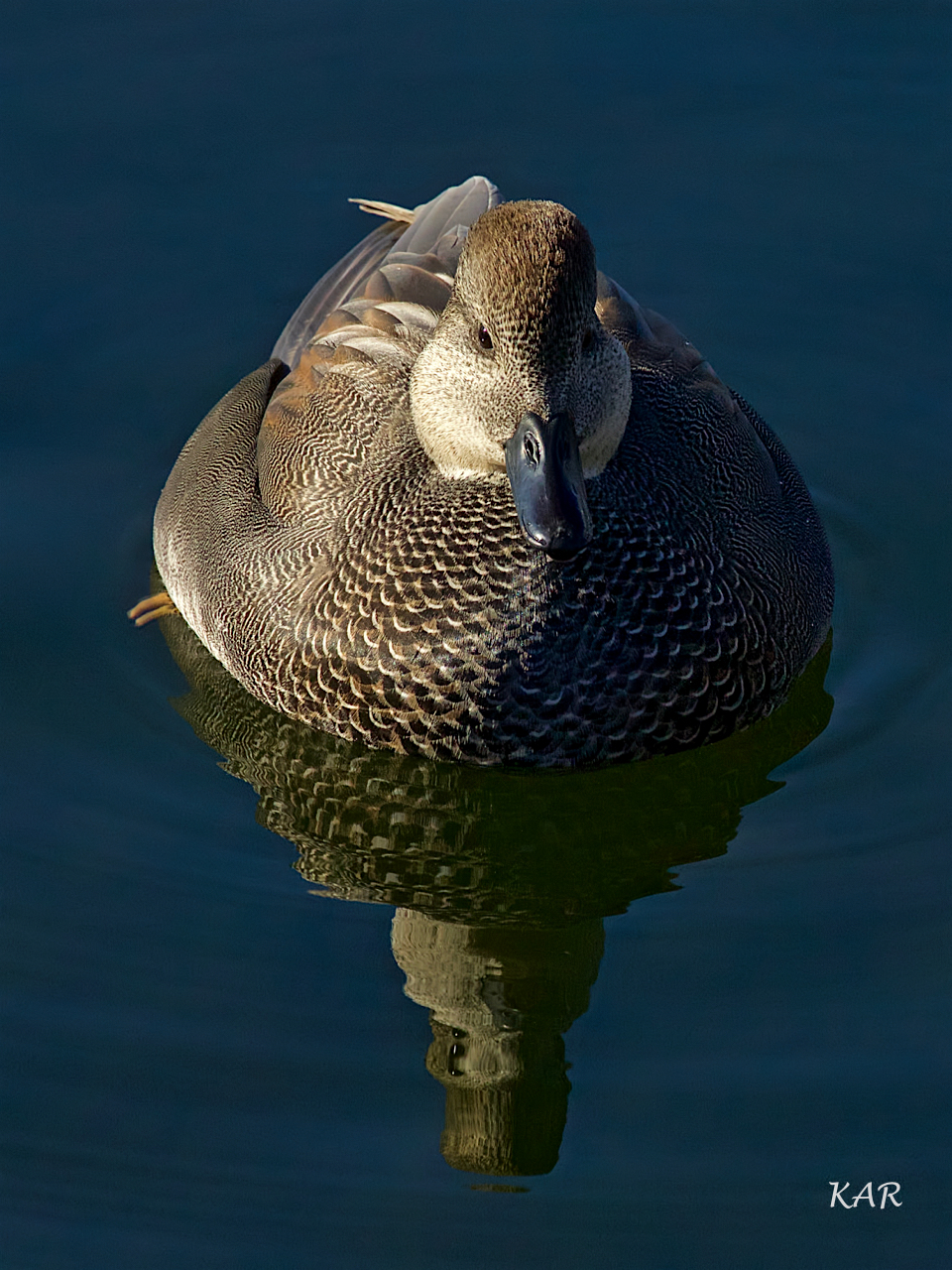 Gadwall drake (Anas strepera) -01.jpeg