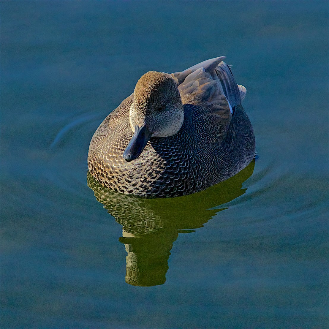 Gadwall drake (Anas strepera) -02.jpeg