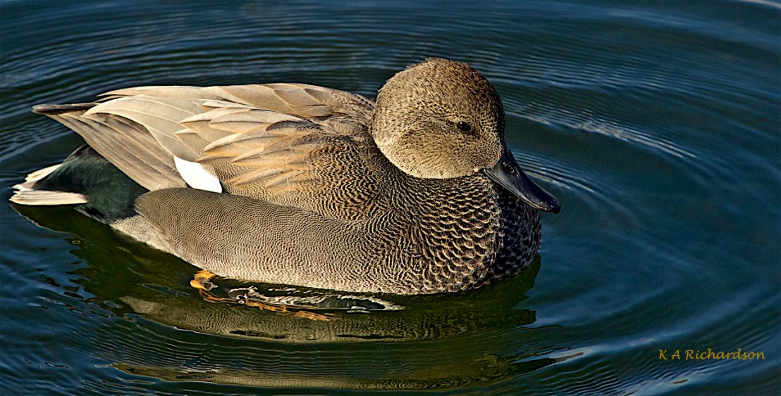 Gadwall drake (Anas strepera) -04