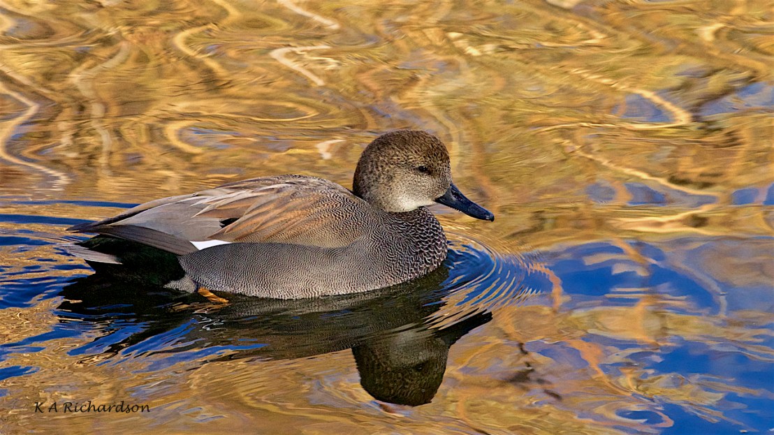 Gadwall drake (Anas strepera) -06.jpg