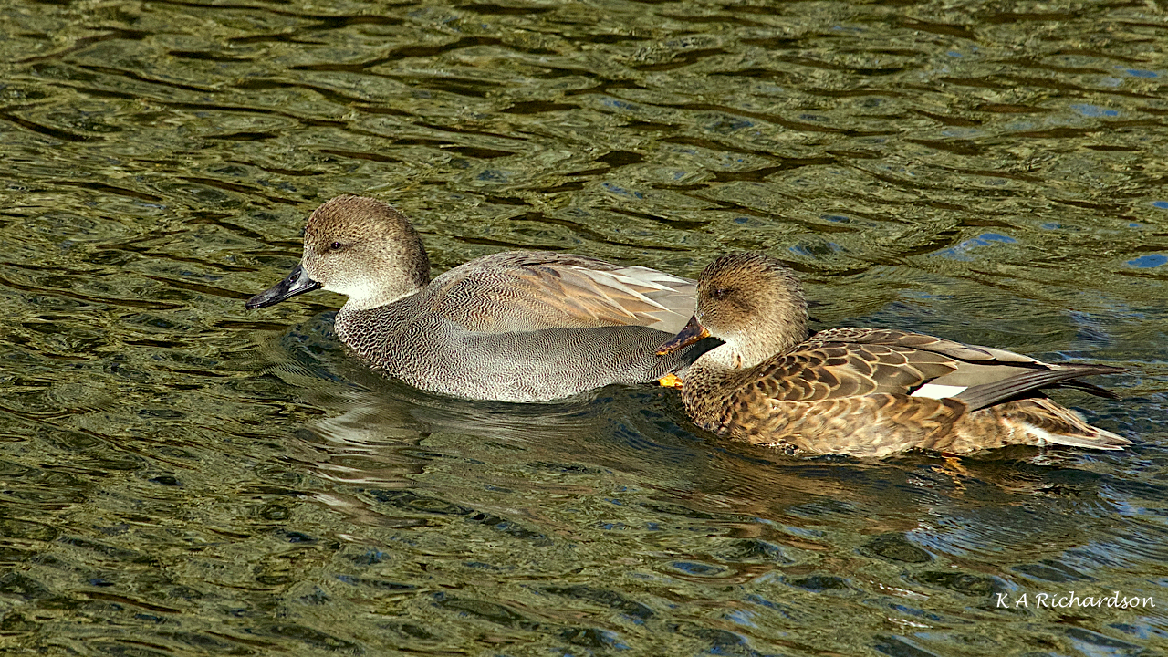 Gadwall pair (Anas strepera).jpg